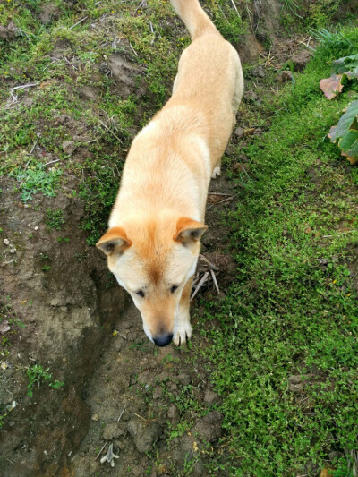 中华田园犬
土狗福嘟嘟