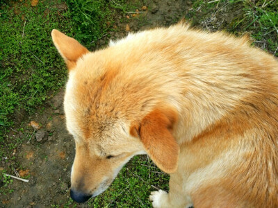 中华田园犬
土狗福嘟嘟