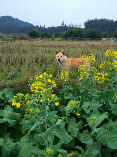 中华田园犬
土狗福嘟嘟