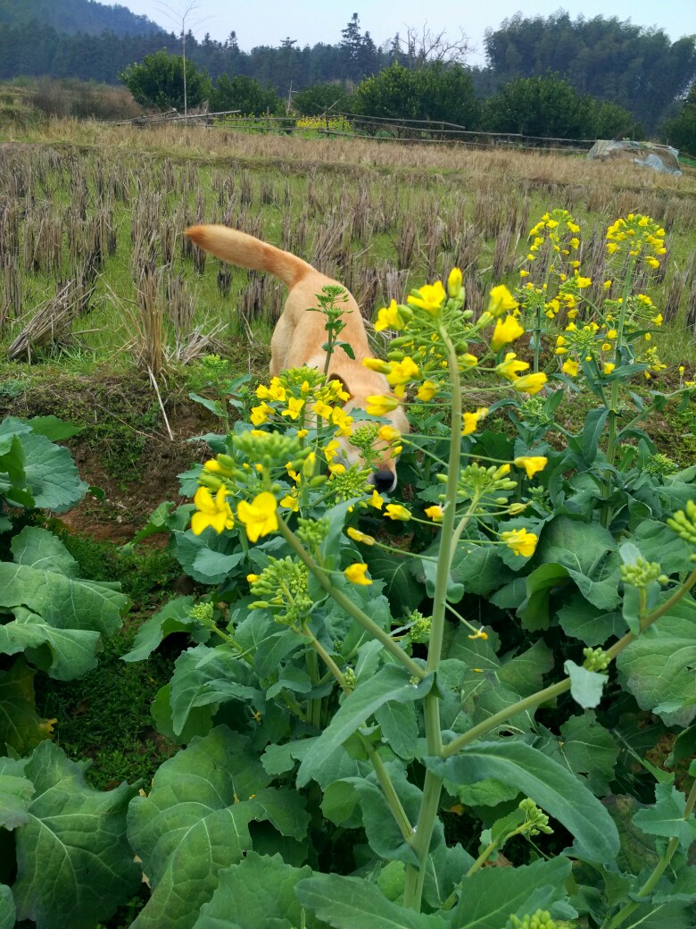 中华田园犬
土狗福嘟嘟