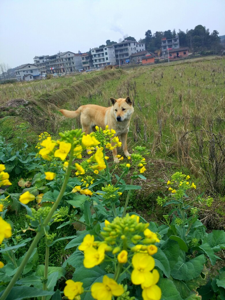 中华田园犬
土狗福嘟嘟