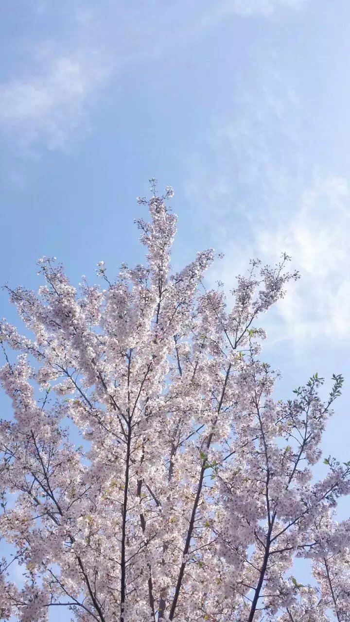 樱花 鲜花 公园 壁纸 头像 粉色