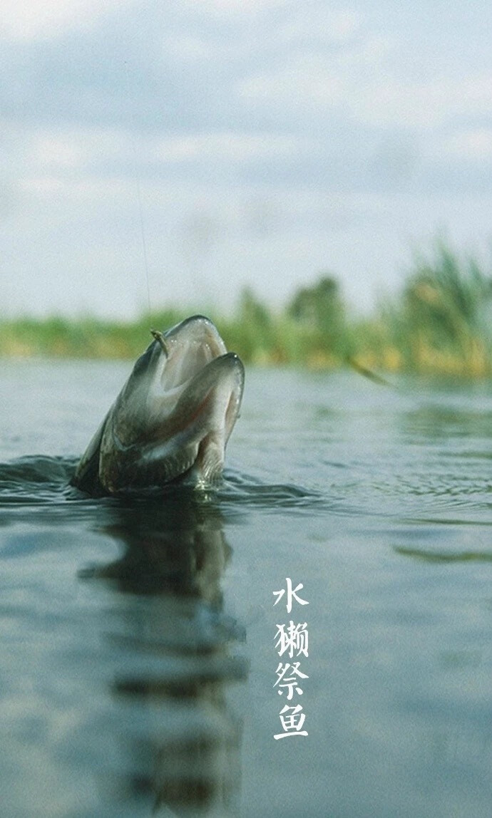 中國節氣：雨水冷意漸消，柳絲吹綠。水獺祭魚，鴻雁北向，草木萌動。畦冰成水，水綠階青。枝梅遲暮，素衣悵臥。據《月令七十二候集解》中說：正月中，天一生水。春始屬木，然生木者必水也，故立春後繼之雨水。且東風既解凍，則散而為雨矣。 ​​​​