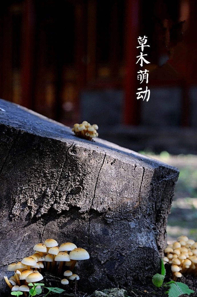 中國節氣：雨水冷意漸消，柳絲吹綠。水獺祭魚，鴻雁北向，草木萌動。畦冰成水，水綠階青。枝梅遲暮，素衣悵臥。據《月令七十二候集解》中說：正月中，天一生水。春始屬木，然生木者必水也，故立春後繼之雨水。且東風既解凍，則散而為雨矣。 ​​​​