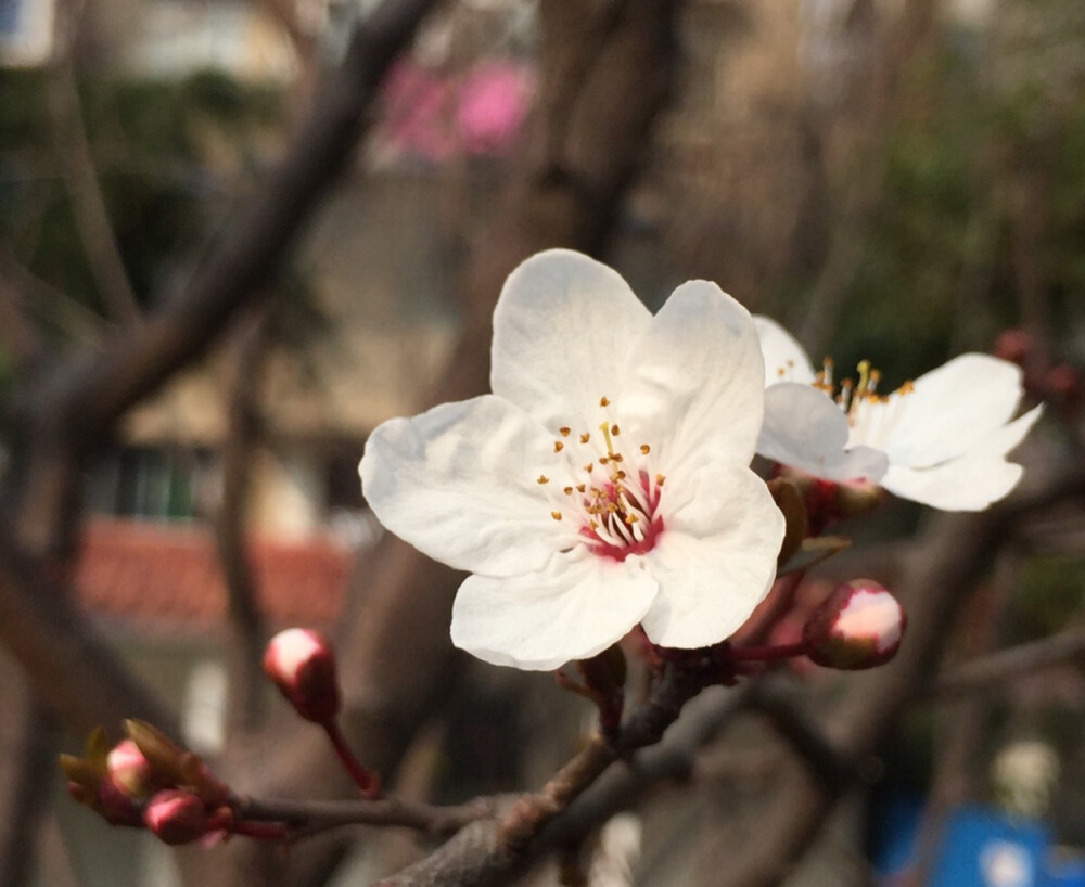 梨花_拍摄时间2017.2.