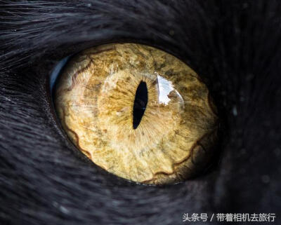 猫的眼睛，美丽的心灵窗户。