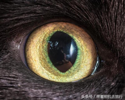 猫的眼睛，美丽的心灵窗户。