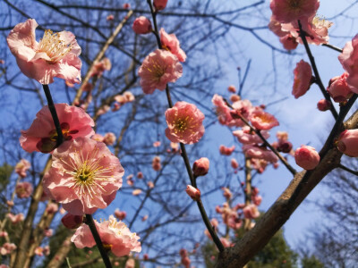 梅花山