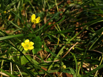 小黄花 梅花山