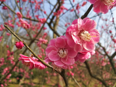 梅花山