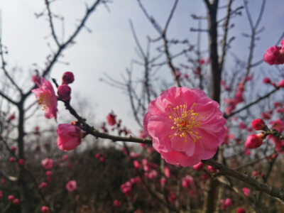 梅花山