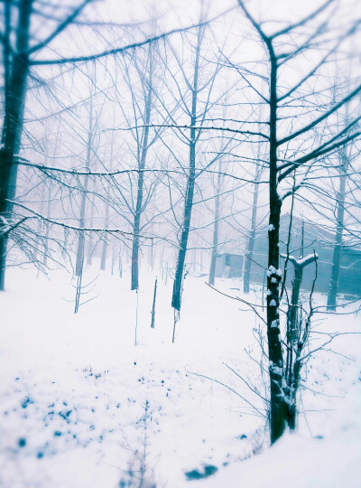 2017年一月初五的雪