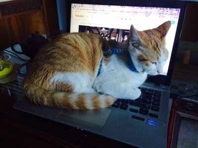 猫咪又来霸占电脑