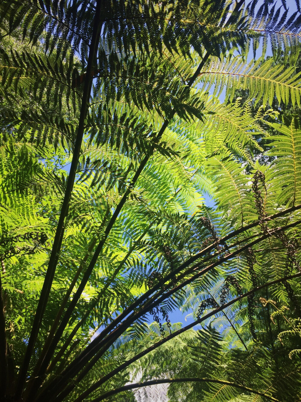 蕨树，木本蕨类，植物中的活化石。白垩纪时代遗留下来的珍贵树种，距今约3亿多年。