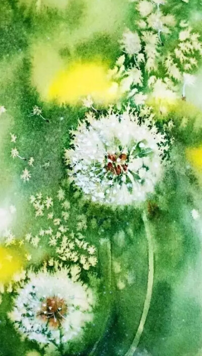 〖凉糕〗蒲公英 水彩