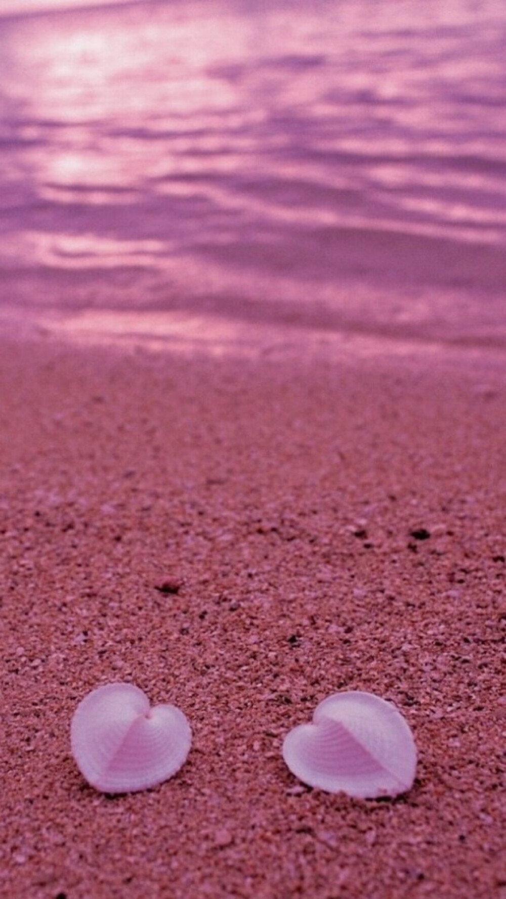 罕见的心形贝壳