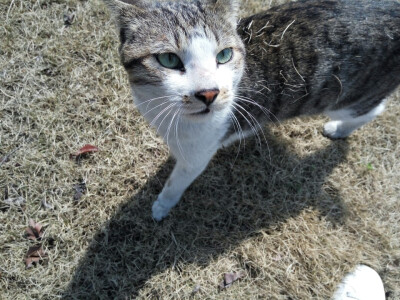 车站的流浪猫，喜欢眼睛的颜色