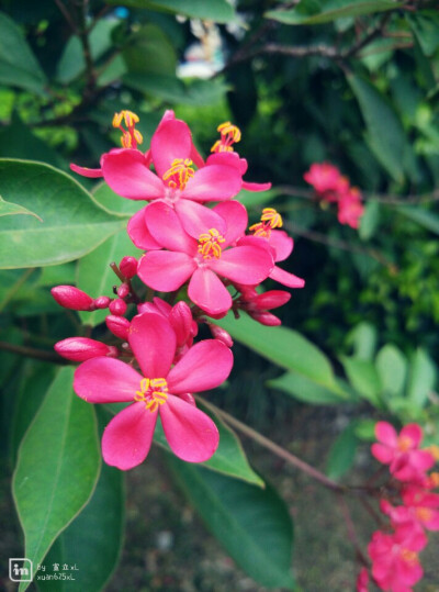 植物 花