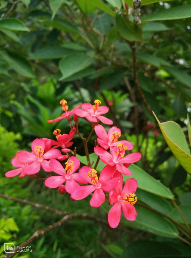 植物 花