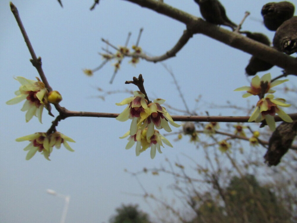 不知名的花