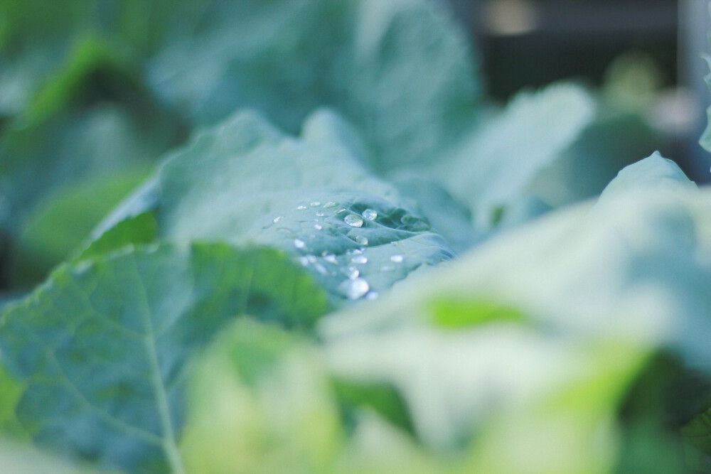 油菜花叶子