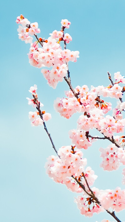 待落花时节，我陪你赏樱花如雪