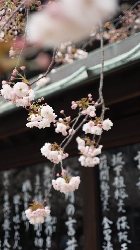 待落花时节，我陪你赏樱花如雪