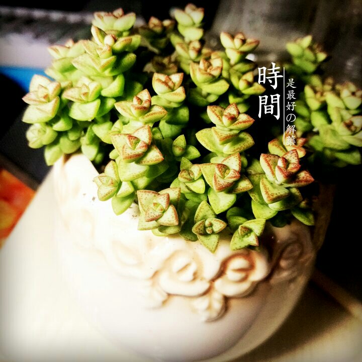 中文学名：小米星
拉丁学名：Crassula 'Tom Thumb'
科：景天科 属：青锁龙属 花期：4-5月