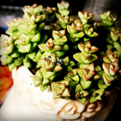 中文学名：小米星
拉丁学名：Crassula 'Tom Thumb'
科：景天科 属：青锁龙属 花期：4-5月