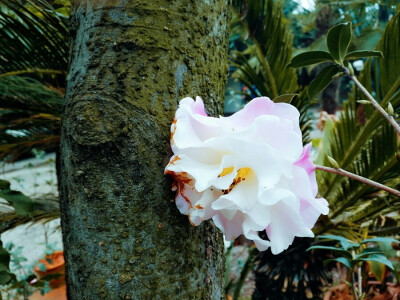 2017元宵节·九乡学成饭店的山茶花