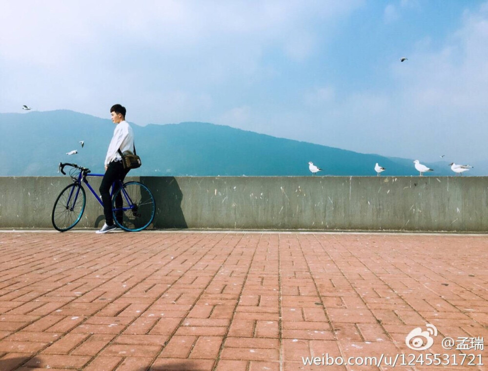 孟瑞 海鸥的迁徙