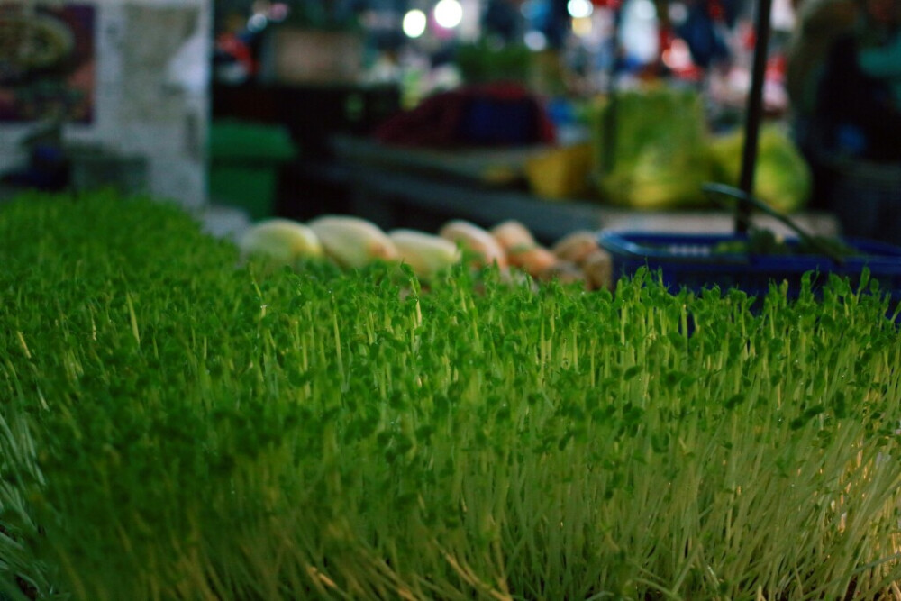 记录真实生活，民以食为天——绿豆芽