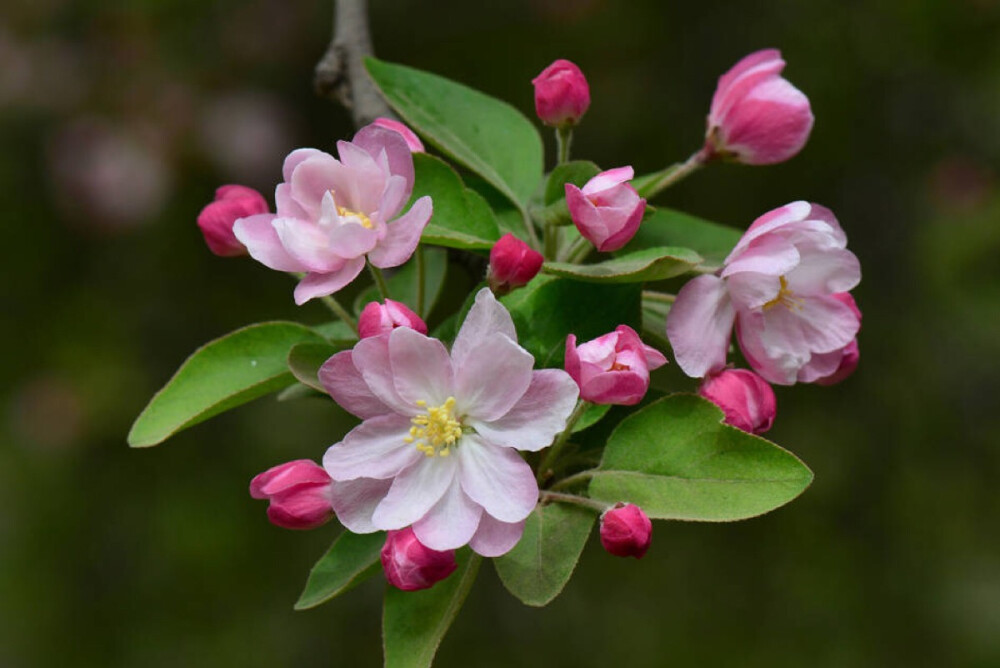 西府海棠（Malus micromalus）