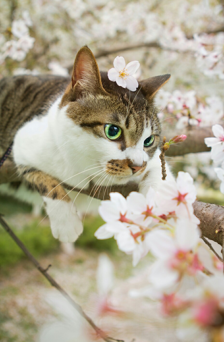 猫奴