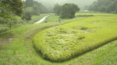 稻田