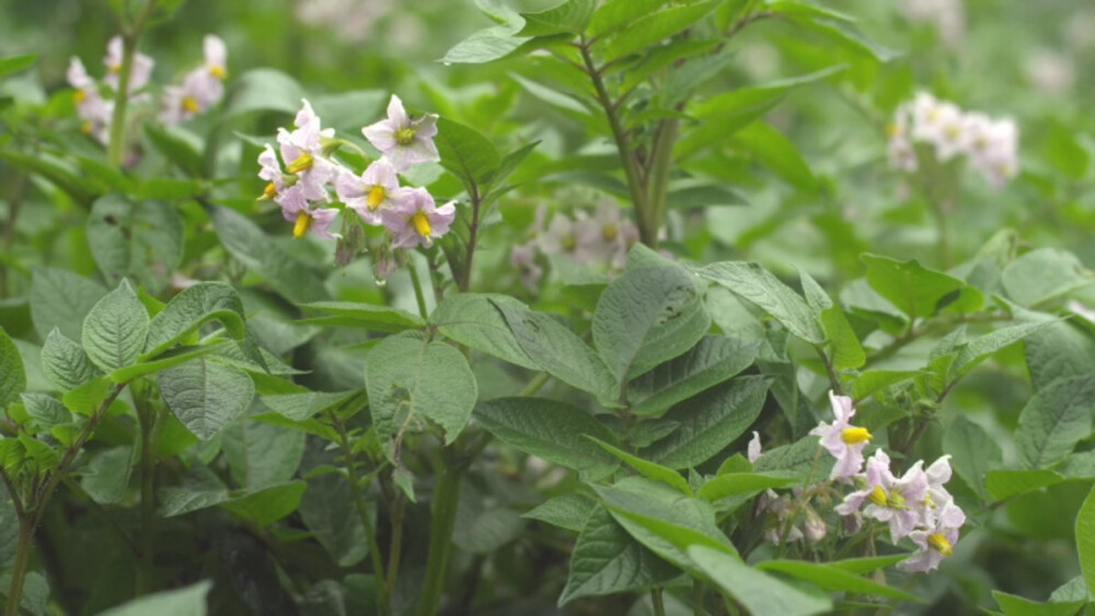 植物