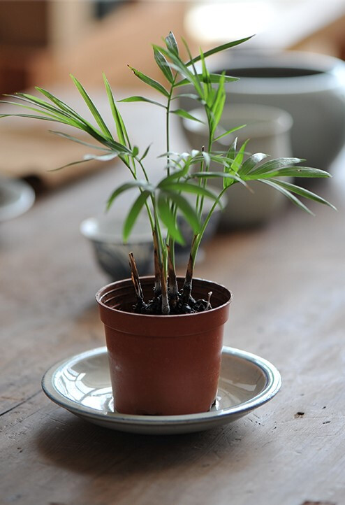 茶 植物 美学 盆栽