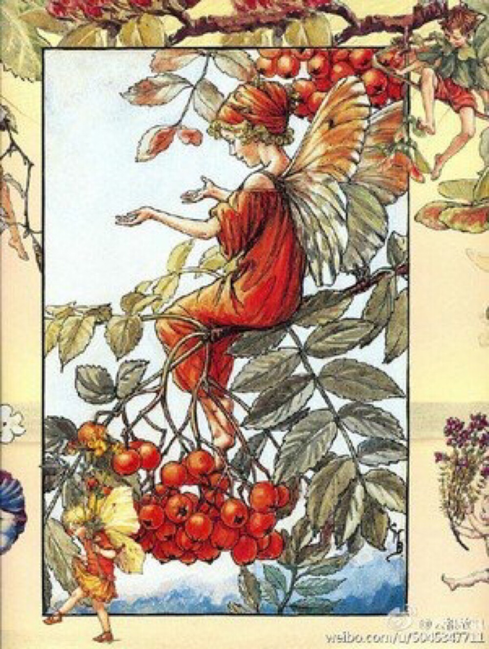 花仙子插画师 Cicely Mary Barker 1895年6月28日出生于英国伦敦南部的Croydon。1908年，13岁的她随父亲到当地著名的Croydon艺术团，接触到了绘画。或许遗传了画家父亲的艺术细胞，Barker对绘画表现出了非凡的兴趣和独特的理解能力，她的一生都围绕花仙子题材进行创作，将这个题材画到极致