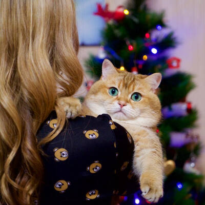 去哪呢 ~ 来自俄罗斯的橘猫Hosico~~萌胖哒