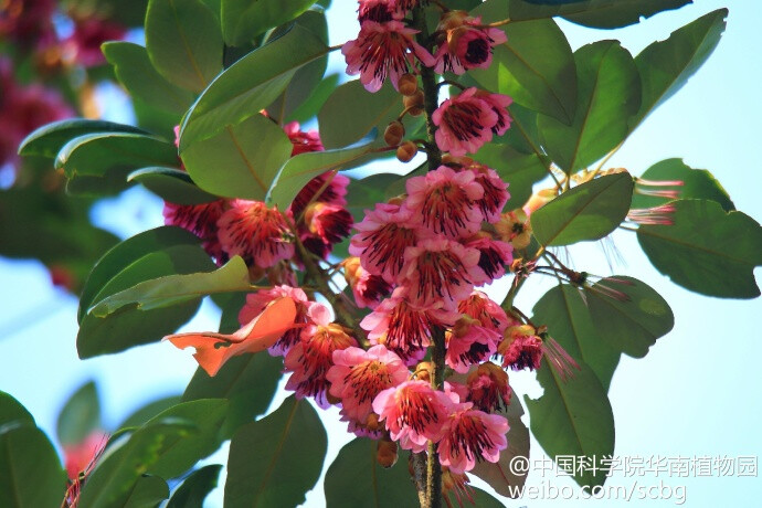 红花荷（Rhodoleia championii Hook. f.），又名红苞木、吊钟王。金缕梅科常绿小乔木，树高可达30米。每年春天1月-3月开花，花色大红，约每五朵聚生于枝条末端或叶腋位置，形成头状花序，下垂。每朵花被四或五轮棕红色的覆瓦状苞片所围绕，形似吊钟，但较大，因而又叫“吊钟王”。1849年才被Champion船长在中国香港的山边发现。花色“红红火火”，并在春节前后开花，十分应景，经矮化后已从林间山野逐渐走入家居厅堂。