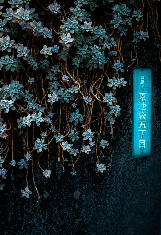 花墙～