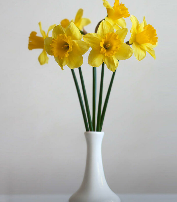 黄水仙花，原产于欧洲西部，分布于西班牙、德国等地，种植广泛