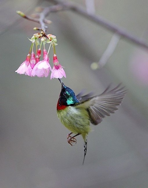 蜂鸟