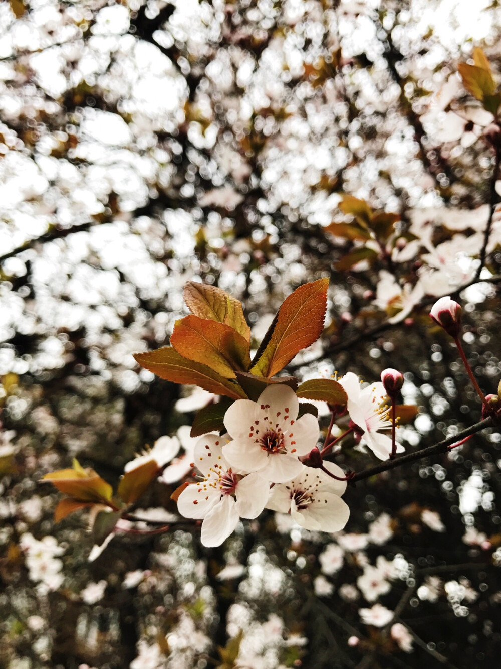 不是归人，不是行者，我是此间看花客