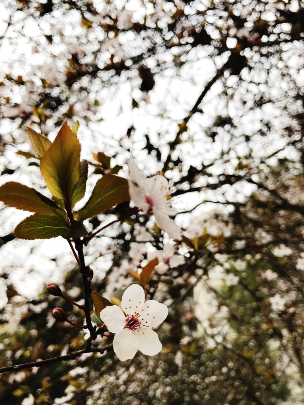 不是归人，不是行者，我是此间看花客