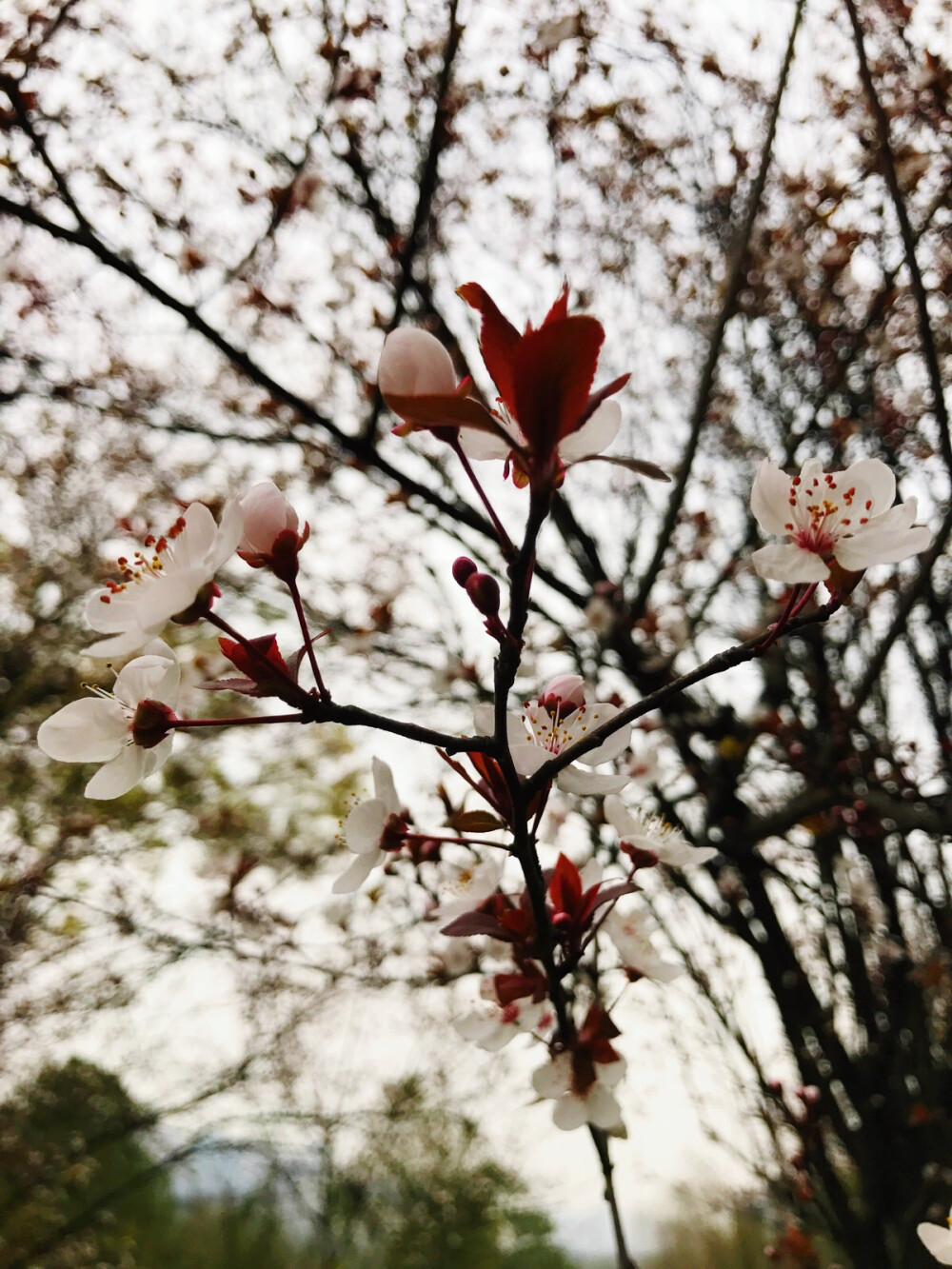 不是归人，不是行者，我是此间看花客