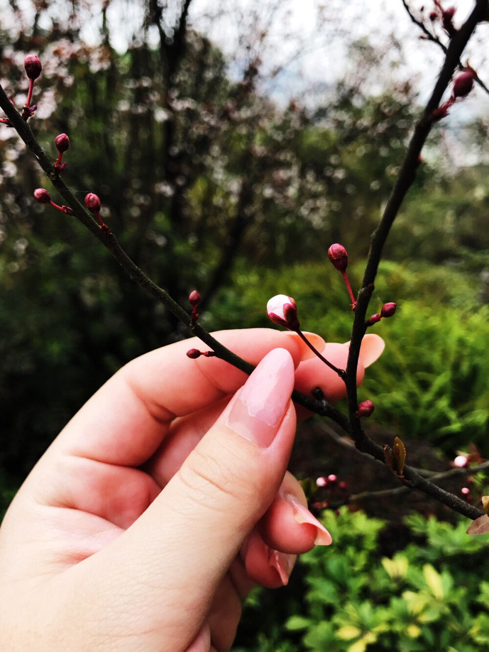 不是归人，不是行者，我是此间看花客