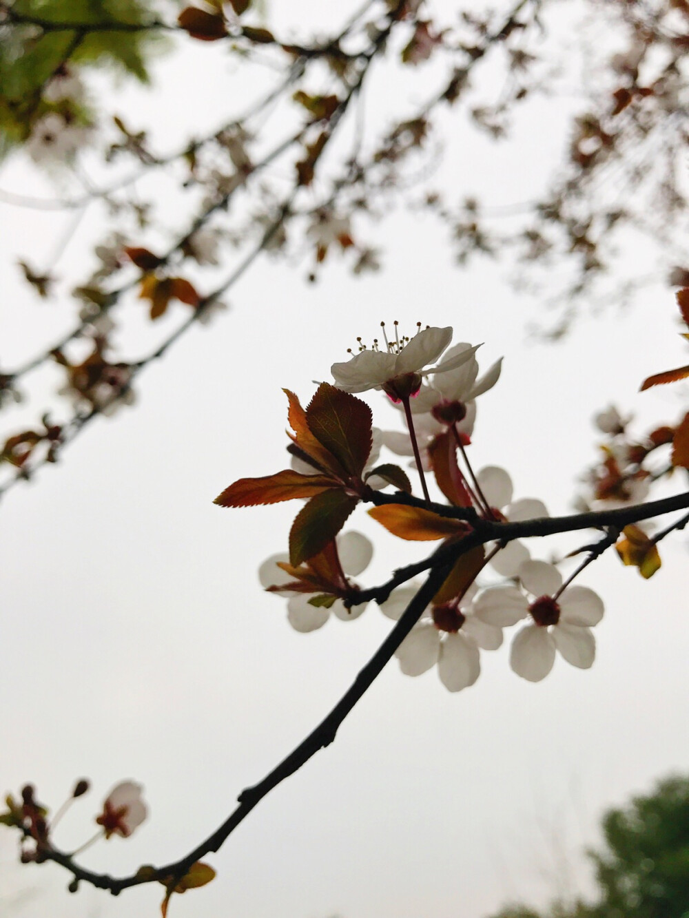 不是归人，不是行者，我是此间看花客