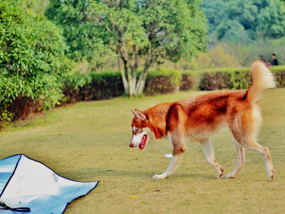 A lucky dog.