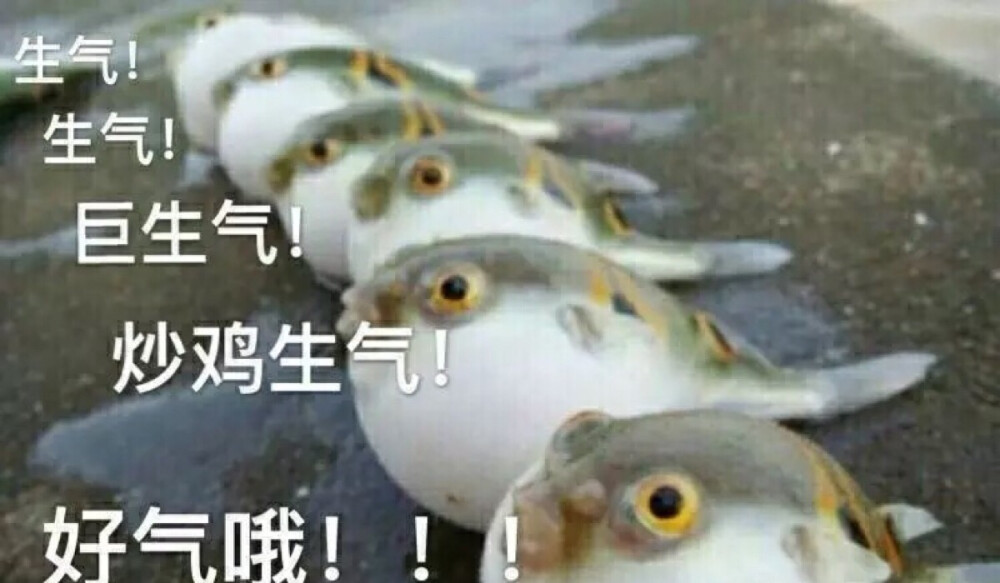 生气的河豚